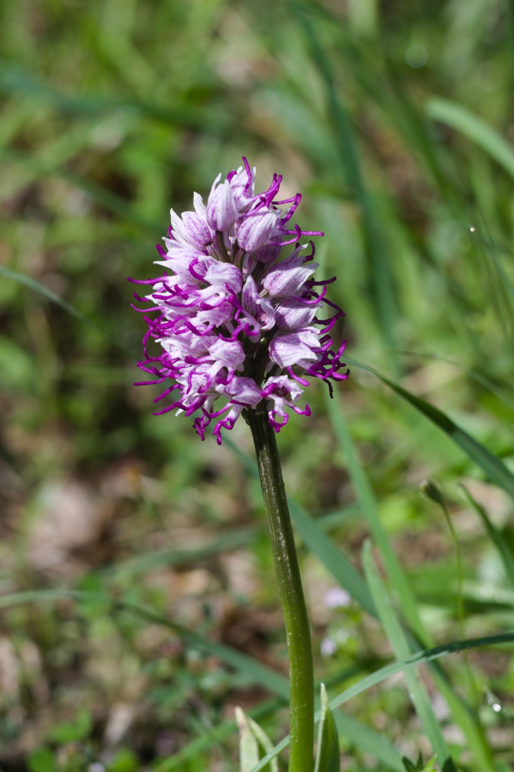 Escursione Sarsina-Montalto